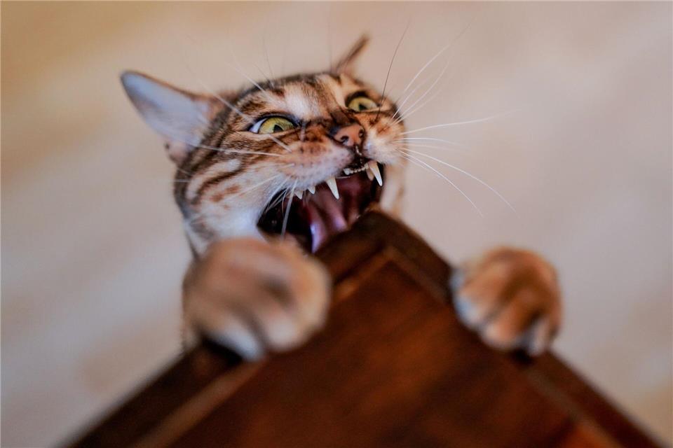 Die Wunde nach einem Katzenbiss sieht harmlos aus? Davon sollte man sich nicht täuschen lassen.picture alliance/dpa