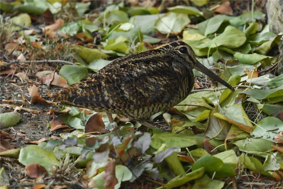 Die Zahl der Bekassinen in Schleswig-Holstein ist drastisch zurückgegangen. (Archivbild)Arne Dedert/dpa