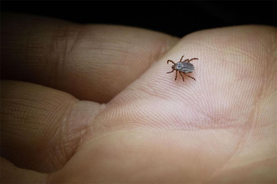 Die Zahl der Borreliose-Fälle ging in Sachsen in diesem Jahr um bisher fast 500 zurück. (Symbolbild)Marijan Murat/dpa/dpa-tmn