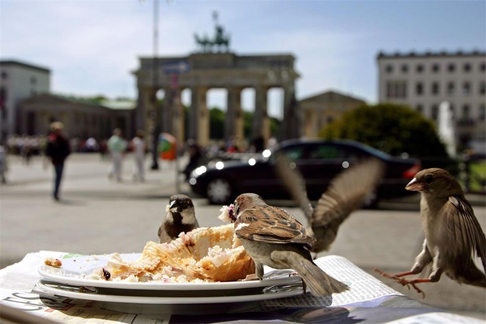 Die Zahl der Haussperlinge in Berlin ist immens geschrumpft. (Archivbild)picture alliance / dpa