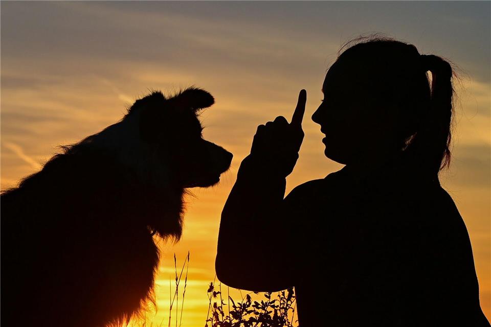 Die Zahl der Hunde ist im vergangenen Jahr in Sachsen-Anhalt laut Hunderegister gestiegen. (Symbolbild)Patrick Pleul/dpa