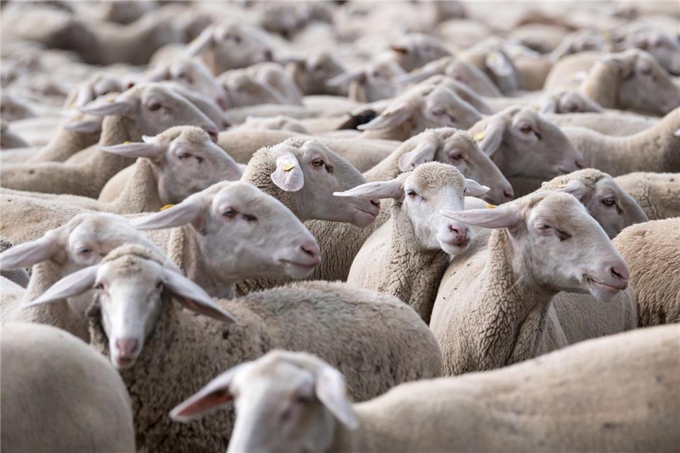 Die Zahl der Schafe ist leicht rückläufig. (Archivbild)Sven Hoppe/dpa