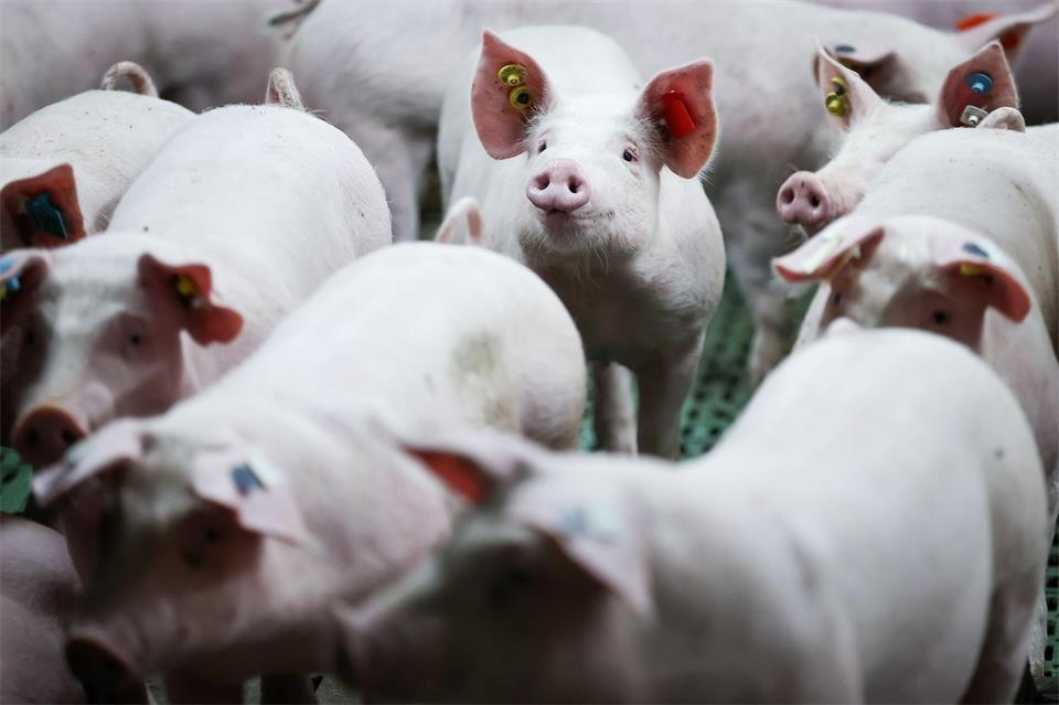 Die Zahl der Schweine pro Betrieb liegt 2025 im Schnitt bei 2.041,7. (Archivbild)Christian Charisius/dpa