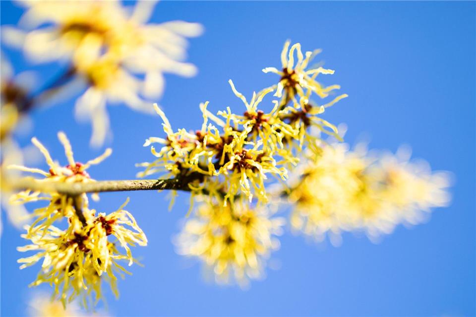 Die Zaubernuss begeistert früh im Jahr mit leuchtend gelben Blüten.picture alliance/dpa