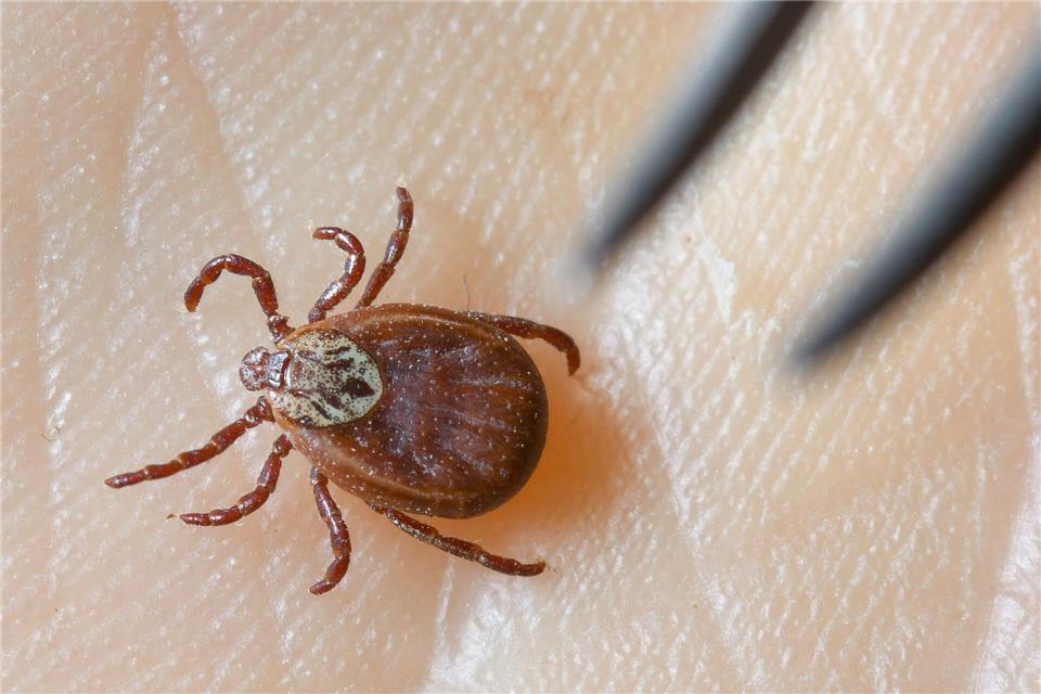 Die Zecken-Saison in Mecklenburg-Vorpommern läuft bereits. (Symbolbild)Patrick Pleul/dpa-Zentralbild/dpa