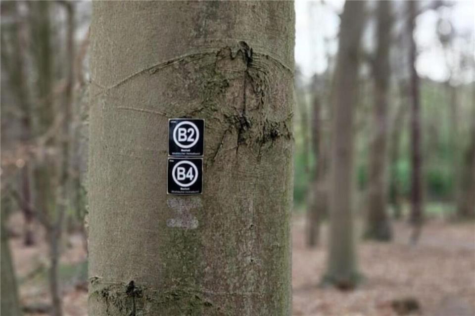Die Zeichen für B2 und B4 sind noch da - R3 fehlt. Der Wegweiser hat an der hellen Stelle am Baumstamm geklebt.
