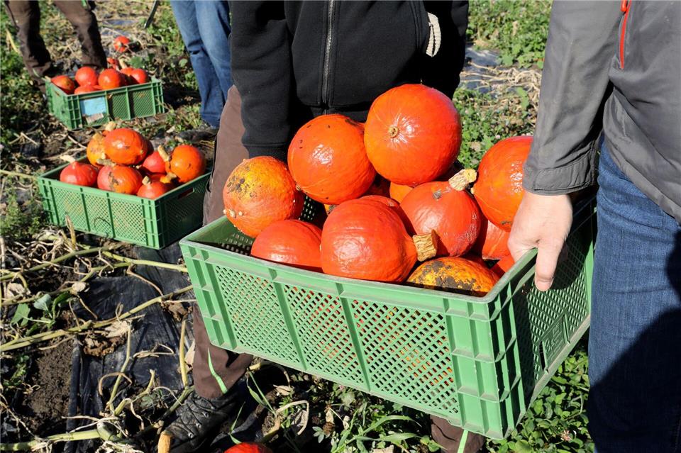 Die Ziele beim Ausbau des Öko-Landbaus in Mecklenburg-Vorpommern werden verfehlt. (Archivbild)Bernd Wüstneck/dpa-Zentralbild/dpa