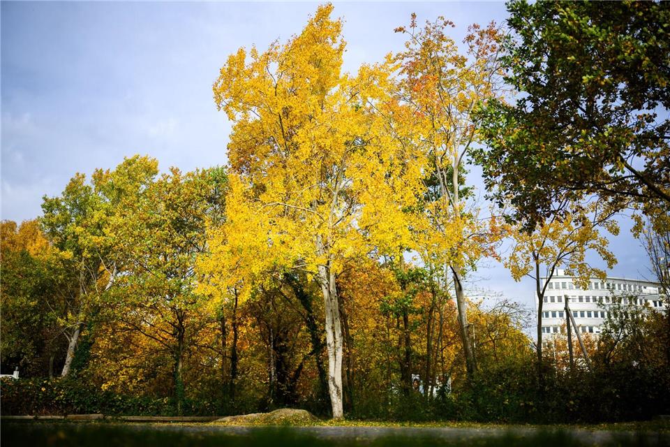 Die Zitterpappel (Populus tremula) - auch Espe oder Aspe genannt -  ist Baum des Jahres 2026. Julian Stratenschulte/dpa