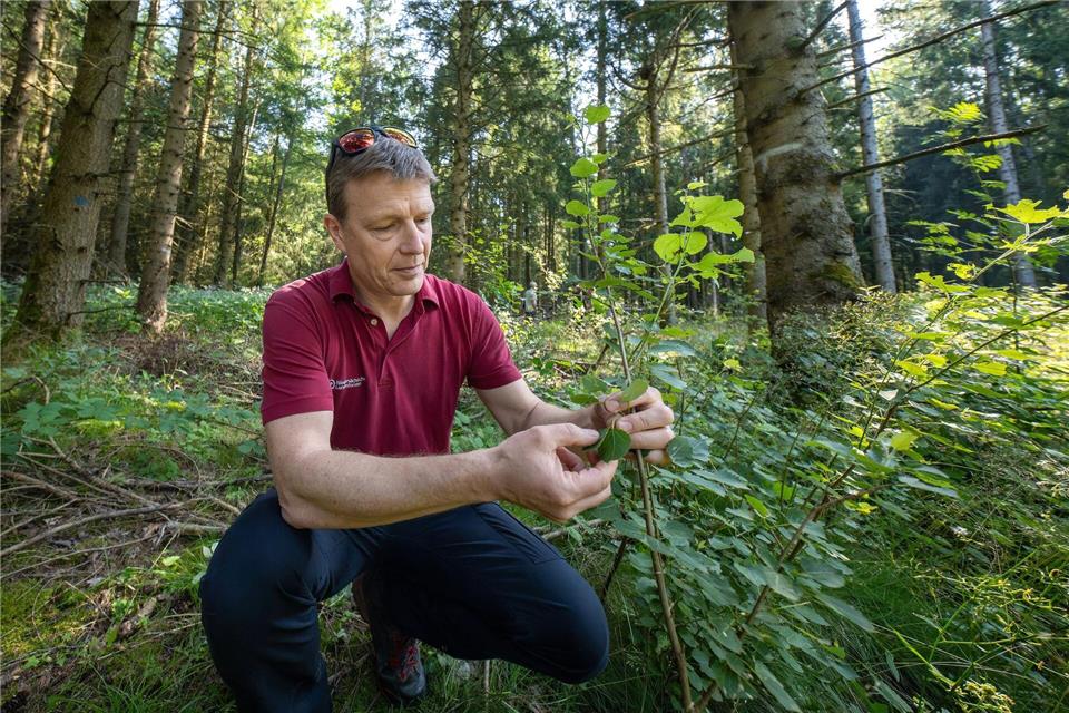 Die Zitterpappel ist ein Mosaikstein für den Wald der Zukunft, sagt Forstamtsleiter Michael Thätner.Swen Pförtner/dpa