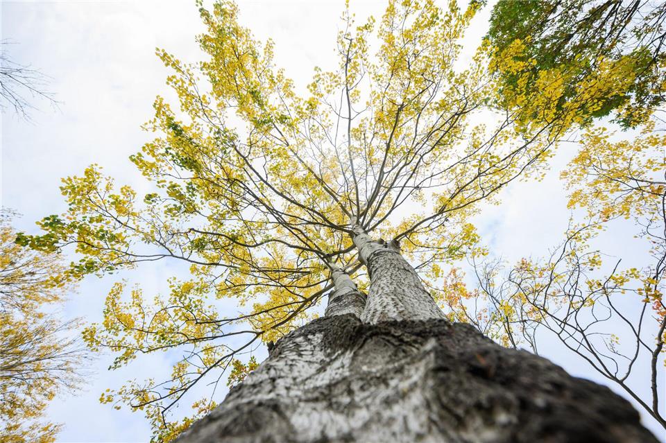 Die Zitterpappel steht für Widerstandskraft, Artenvielfalt sowie Erneuerung.Julian Stratenschulte/dpa