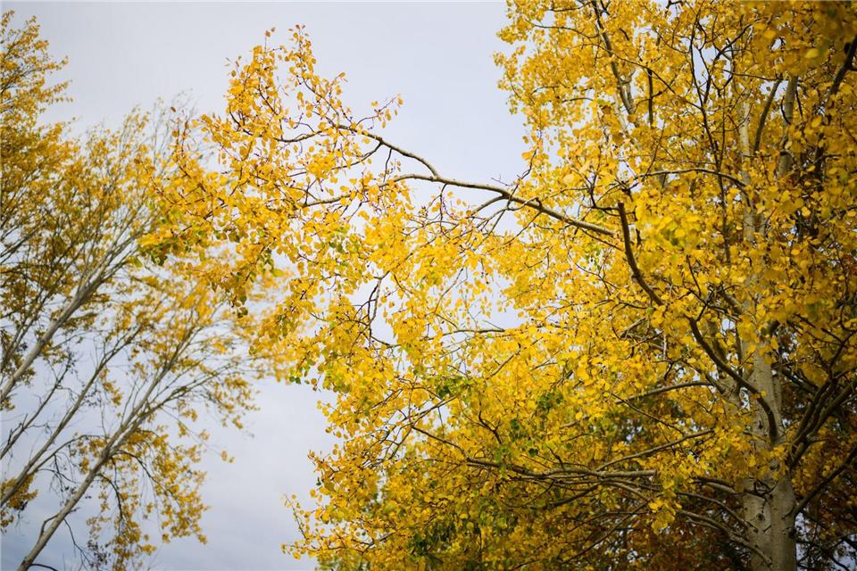 Die Zitterpappel verdankt ihr typisches, „zitterndes“ Laub dem seitlich abgeflachten Blattstiel – schon ein leichter Wind versetzt ihre Krone in Bewegung.Julian Stratenschulte/dpa