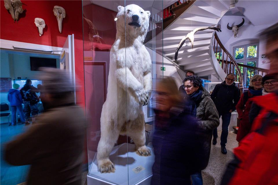 Pfeilstorch-Promi und Eisbär Churchill - Sammlung feiert  Die Zoologische Sammlung der Universität Rostock (ZSRO) besteht seit 250 Jahren und ist somit eine der ältesten dauernd bestehenden Einrichtungen der Universität.Jens Büttner/dpa