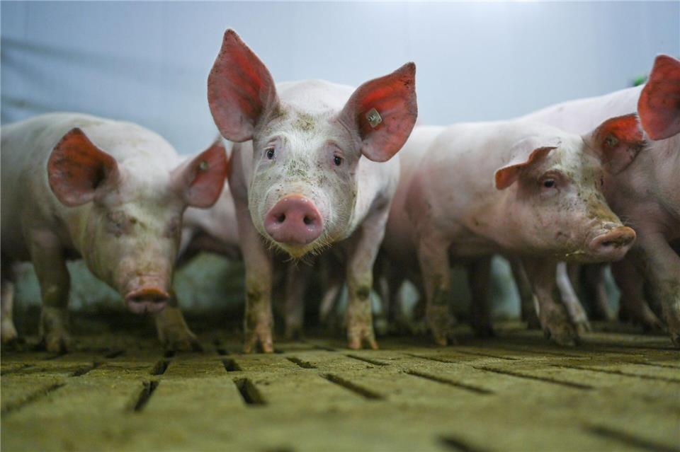 Die „Zukunftswerkstatt Schwein“ fand Einzug in die Haushaltsdebatte. (Symbolbild)Lars Klemmer/dpa