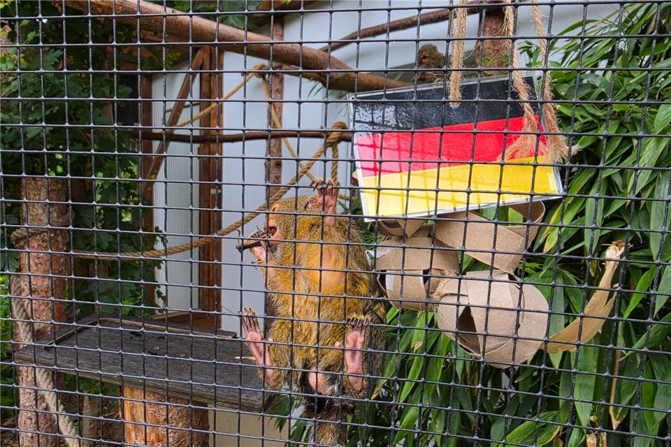 Die Zwergseidenäffchen im Zoo der Minis in Aue fungieren als tierisches Orakel.Mike Müller/dpa