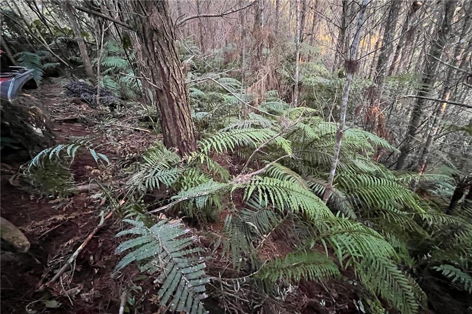 Neuseeland: Erste Fotos vom Camp des Kindesentführers Die abgelegenen Wälder in der Region sind von dichten Farnen bewachsen.NZ Police/dpa