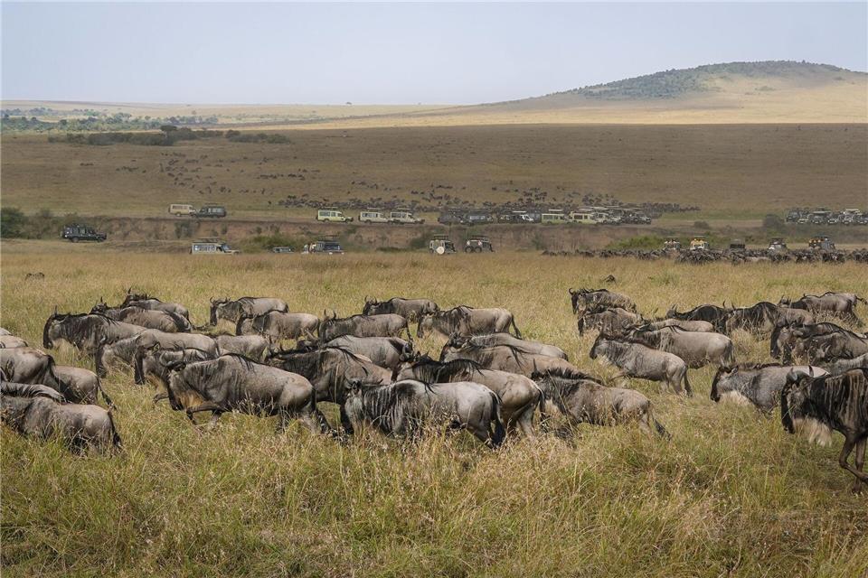 Die alljährliche Gnuwanderung von der Serengeti in die Masai Mara ist ein weltberühmtes NaturspektakelHan Xu/XinHua/dpa