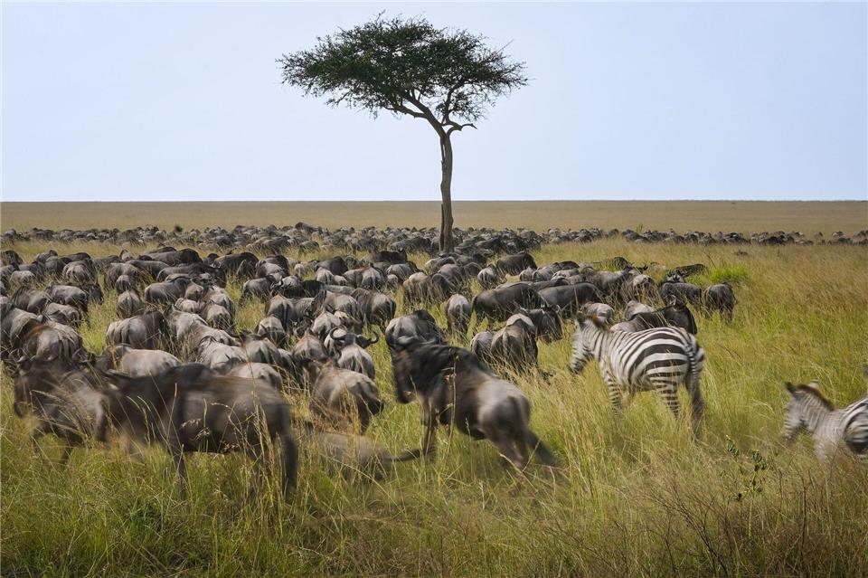 Die alljährliche Gnuwanderung von der Serengeti in die Masai Mara ist ein weltberühmtes NaturspektakelHan Xu/XinHua/dpa