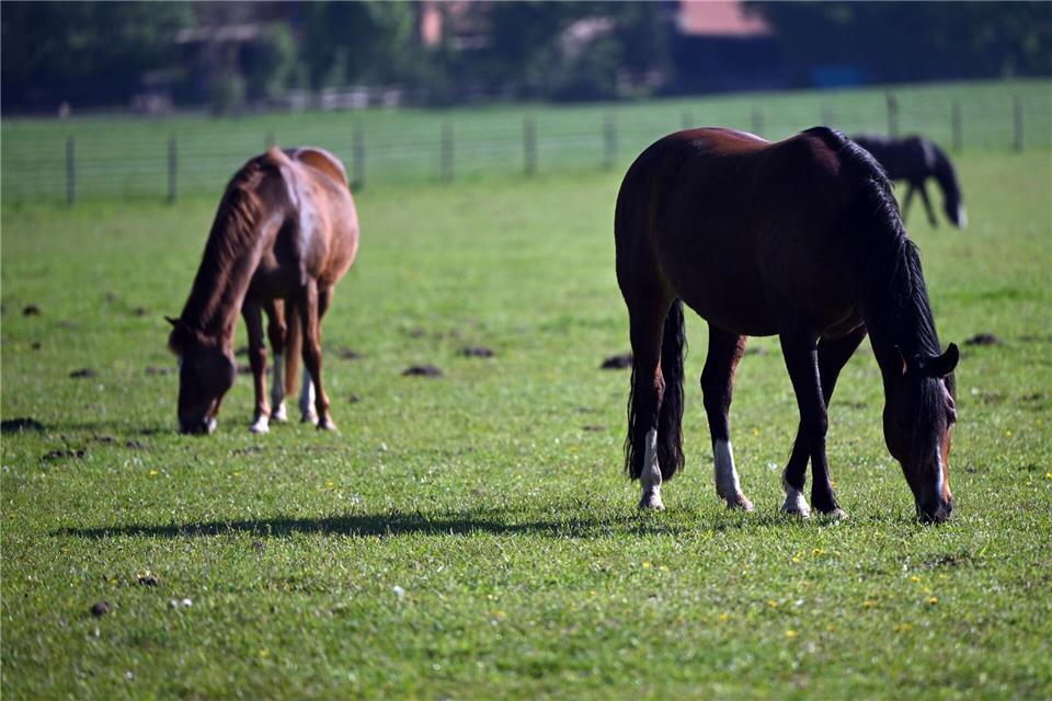Die anderen Pferden auf der Weide blieben unverletzt. (Symbolbild)Federico Gambarini/dpa