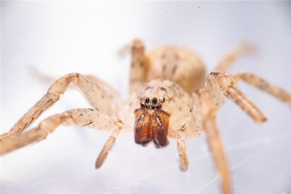 Die aus dem Mittelmeerraum stammende Spinne kommt inzwischen auch in Norddeutschland vor. (Archivbild) Benjamin Westhoff/dpa