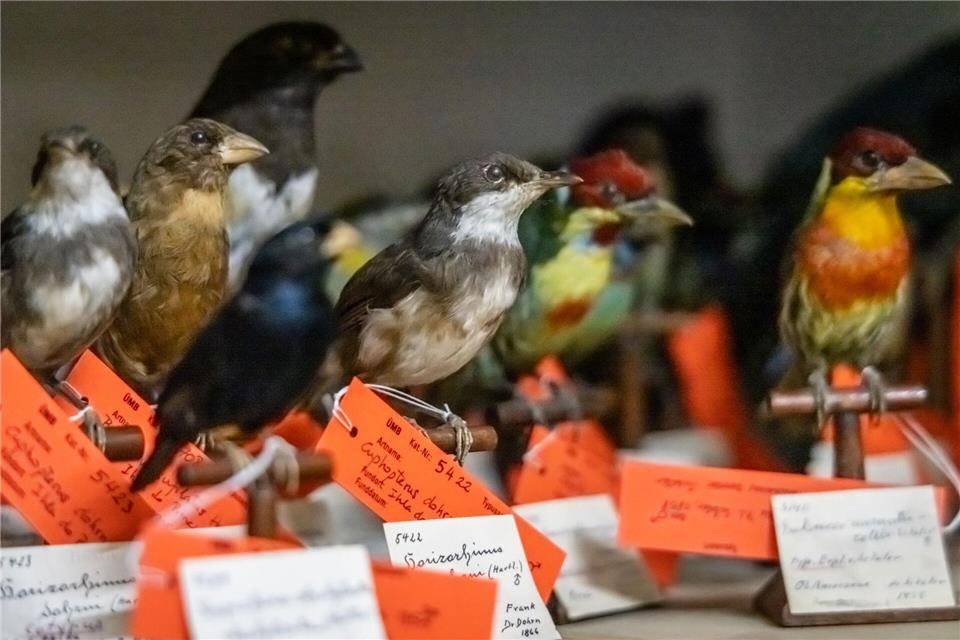 Die ausgestopften Vögel haben alle ein handschriftliches Etikett.Focke Strangmann/dpa