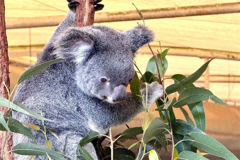 Die australischen Beuteltiere ernähren sich fast ausschließlich von Eukalyptusblättern.Carola Frentzen/dpa
