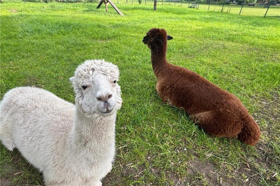 Die beiden Alpakas sind zurück im Bürgerpark.