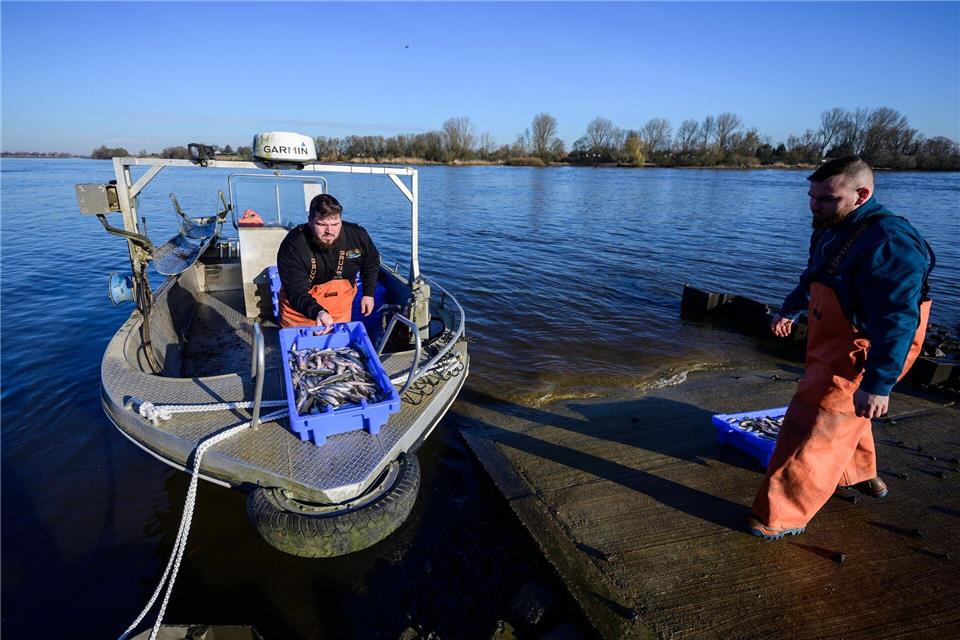 Die beiden Brüder und Fischer Per-Willem (l) und Jonas Grube entladen Kisten mit frischem Stint vom Boot. Philipp Schulze/dpa