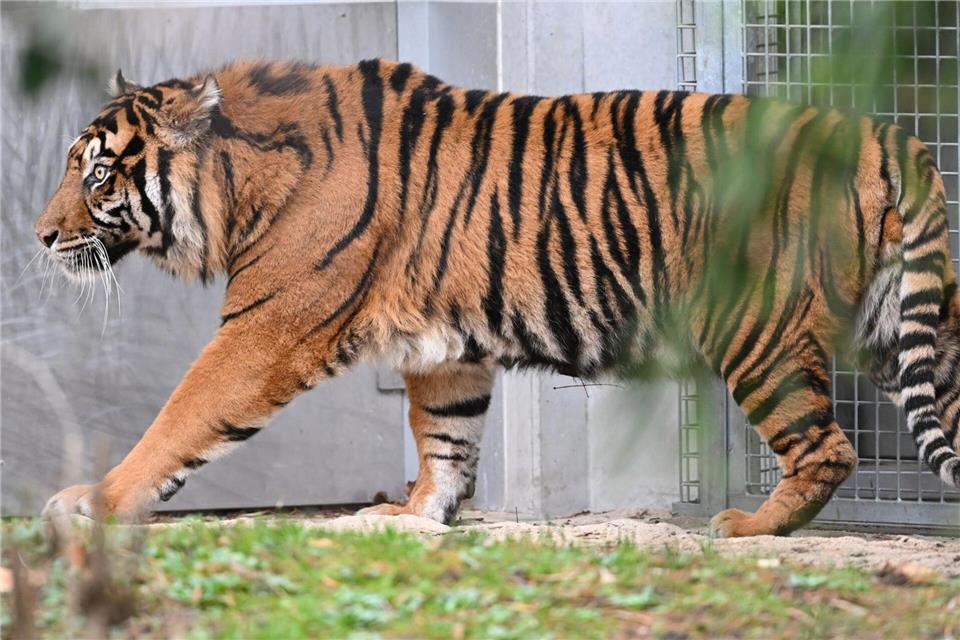 Die beiden Frankfurter Sumatra-Tiger Cinta und Emas (hier im Bild) haben erneut Nachwuchs bekommen. (Archivbild)Arne Dedert/dpa