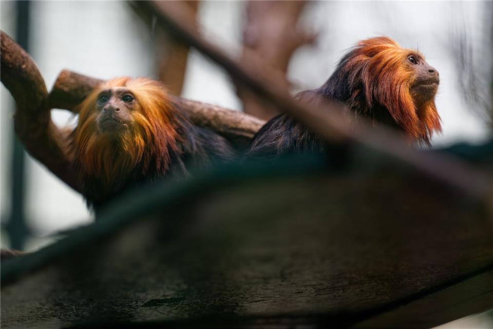Die beiden Goldkopflöwenäffchen „Xanti“ und „Yara“ leben jetzt im Kölner Zoo.Henning Kaiser/dpa