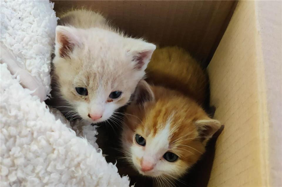 Die beiden Kätzchen haben jetzt ein neues Zuhause.-/Polizeiinspektion Trostberg/dpa