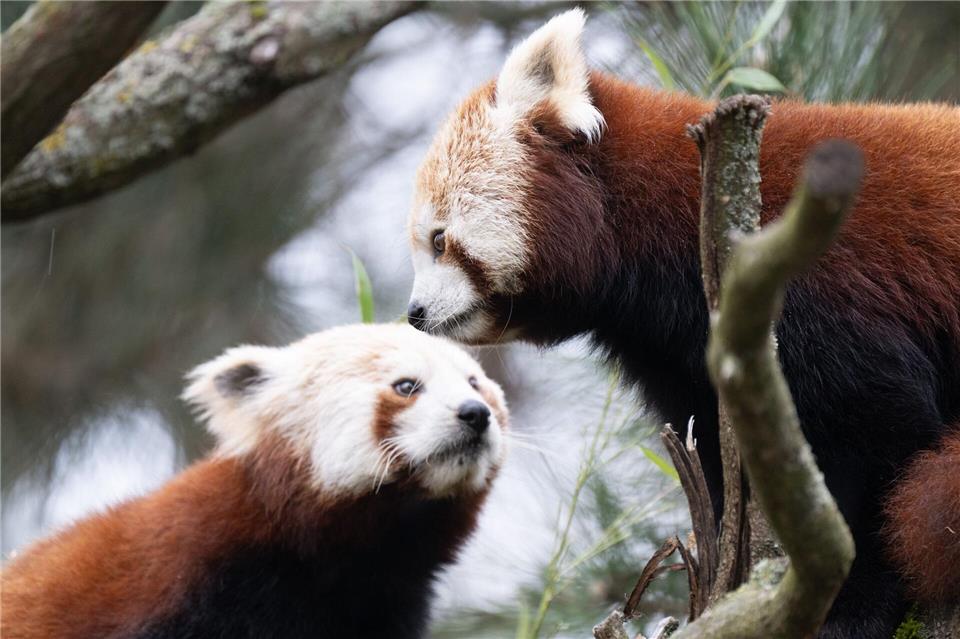 Die beiden Kleinen Pandas Jackia und Shan leben seit einigen Tagen in Dresden.Sebastian Kahnert/dpa