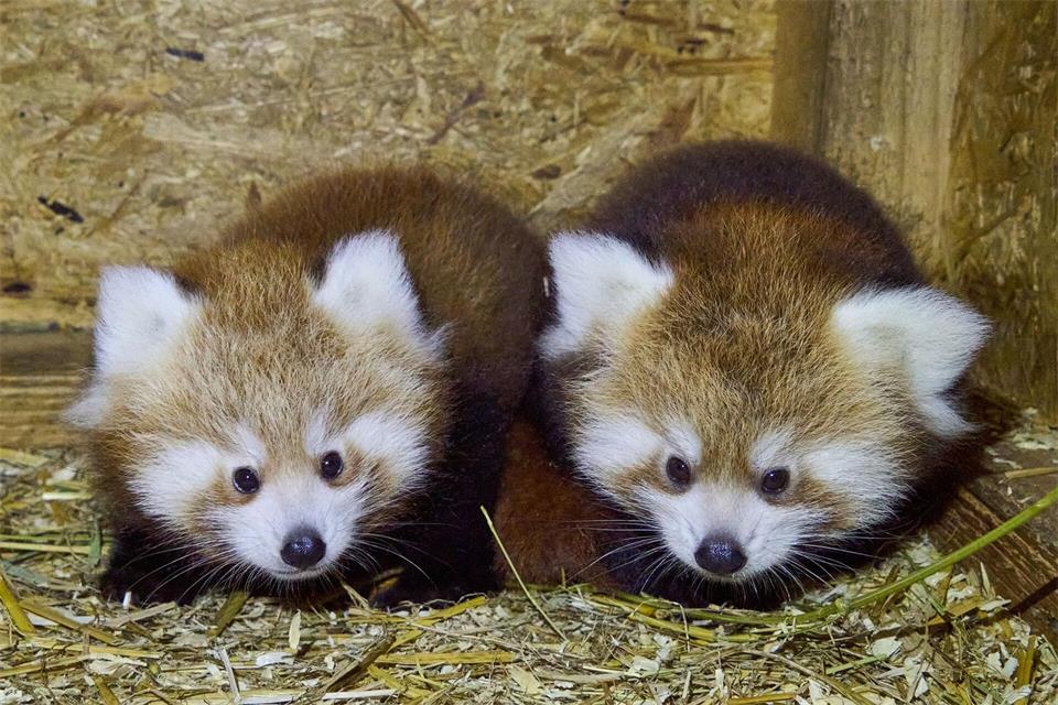 Die beiden Panda-Babys im Klever Zoo wachsen - beides sind Weibchen.-/Tiergarten Kleve/dpa