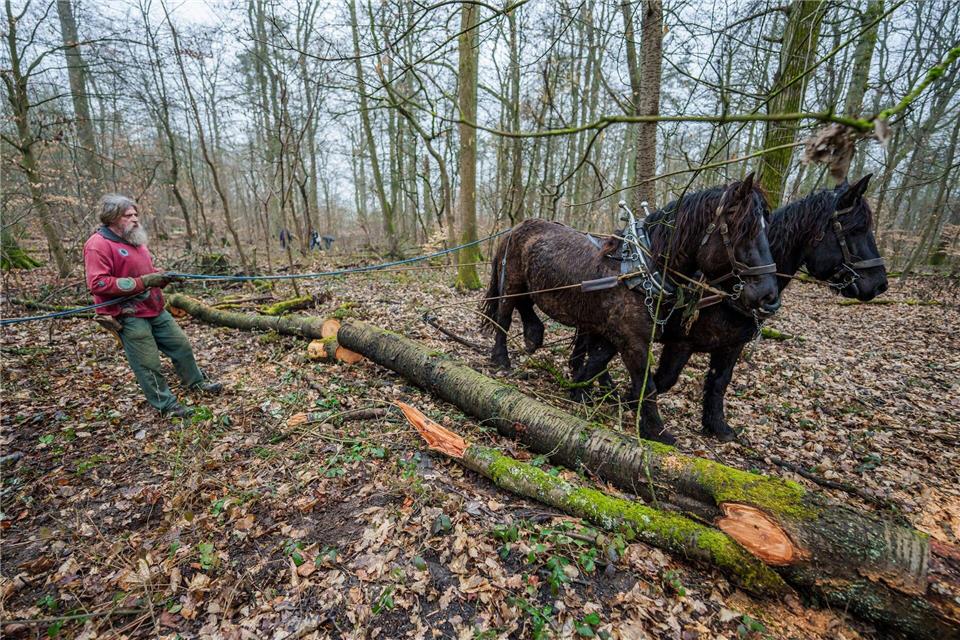 Die beiden Rückepferde Lena und Elgin werden mit Zügeln und Kommandos gelenkt, während sie schwere Baumstämme durch den Wald ziehen.Andreas Arnold/dpa