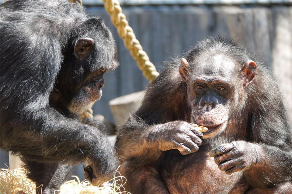 Die beiden Schimpansen Bally (l) und Limbo (r), die den Brand überlebten, sind bereits in den sogenannten Menschenaffenwald eingezogen.---/Zoo Krefeld/dpa
