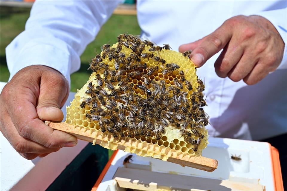 Die besamten Bienenköniginnen werden mit einer Nummer markiert. Mit dieser ist etwa nachvollziehbar, welchen Samen die Königin erhalten hat. Martin Schutt/dpa