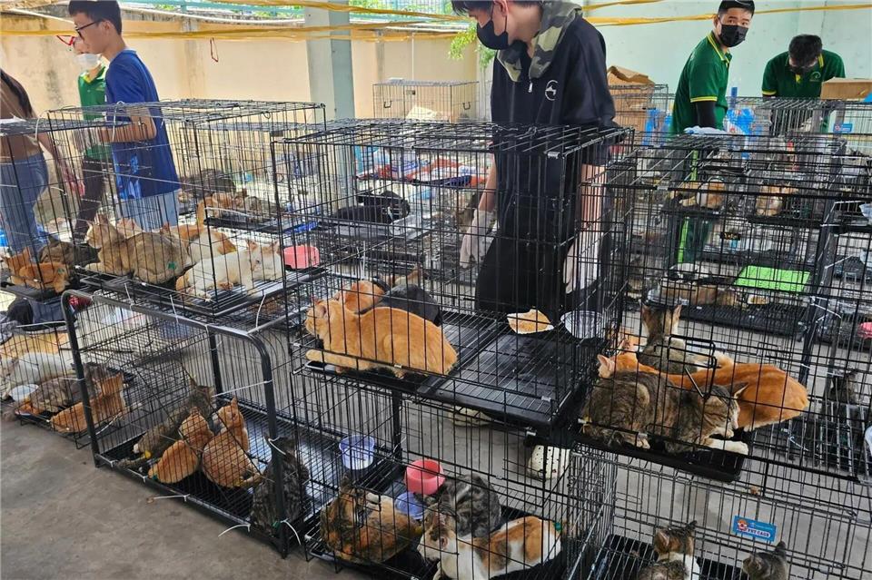 Die beschlagnahmten Katzen haben seelisch und körperlich viel durchgemacht. Phuong Tham / Humane World for Animals/dpa
