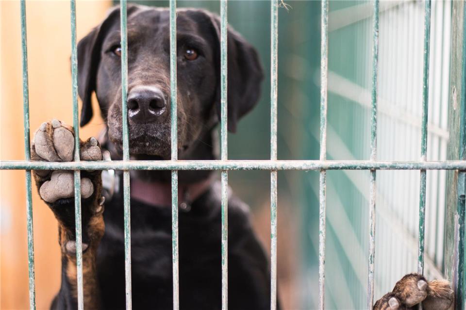 Die beschlagnahmten Tiere wurden auf Tierheime verteilt. (Symbolbild)Andreas Arnold/dpa