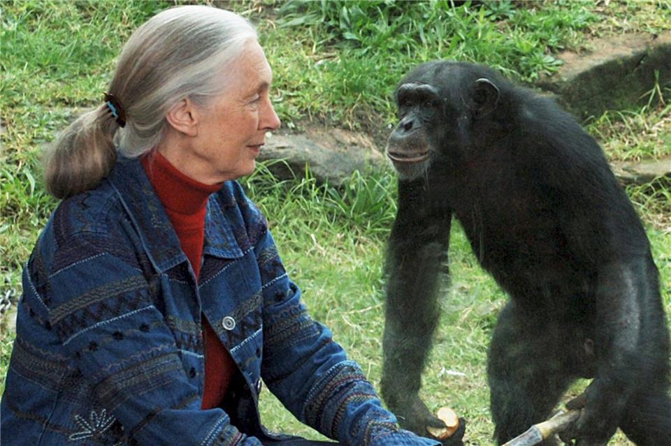 Die britische Ethnologin Jane Goodall traf sich mit Schimpansen im Taronga Zoo. (Archivbild)Dean Lewis/AAP/dpa