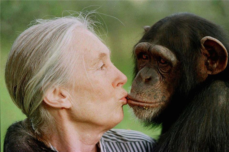Die britische Primatenforscherin Jane Goodall ist im Alter von 91 Jahren gestorben. (Archivbild)JEAN-MARC BOUJU/AP/dpa