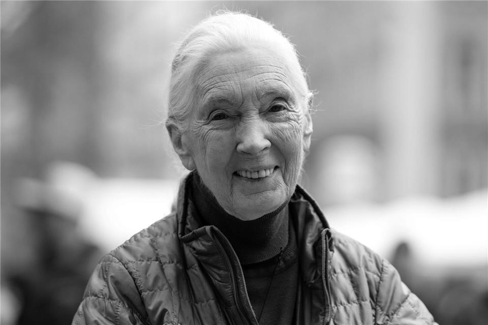 Die britische Schimpansen-Forscherin und Umwelt-Aktivistin Jane Goodall ist tot.Sven Hoppe/dpa