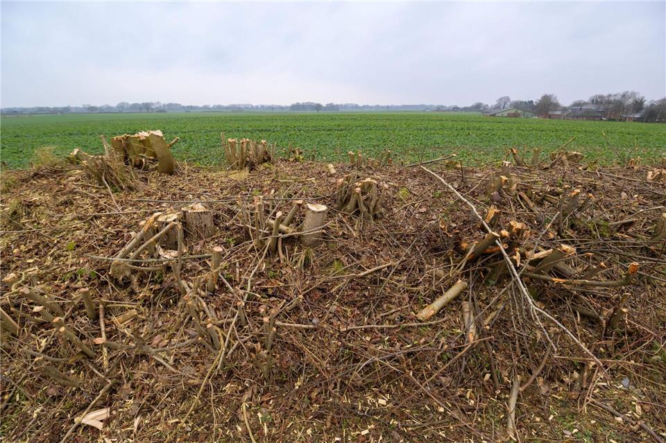 Die bundesweit einzigartigen Baum- und Gestrüpphecken sind für viele Tiere attraktive Lebensräume. (Archivbild)Jonas Walzberg/dpa