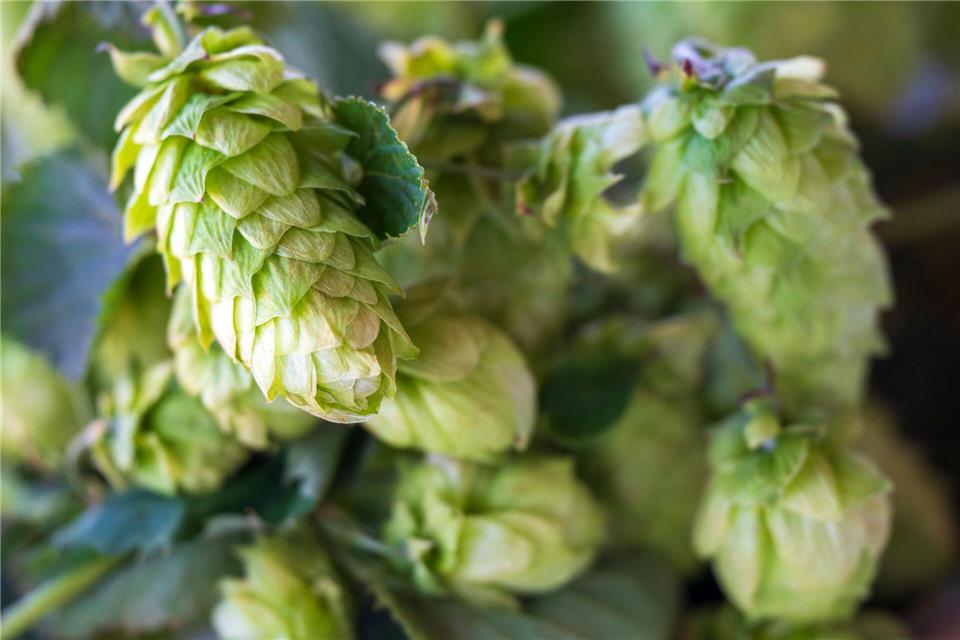 Die deutschen Hopfenbauern stehen laut Verbandsangaben vor einem grundlegenden Umbruch der Branche. (Archivbild)Peter Kneffel/dpa