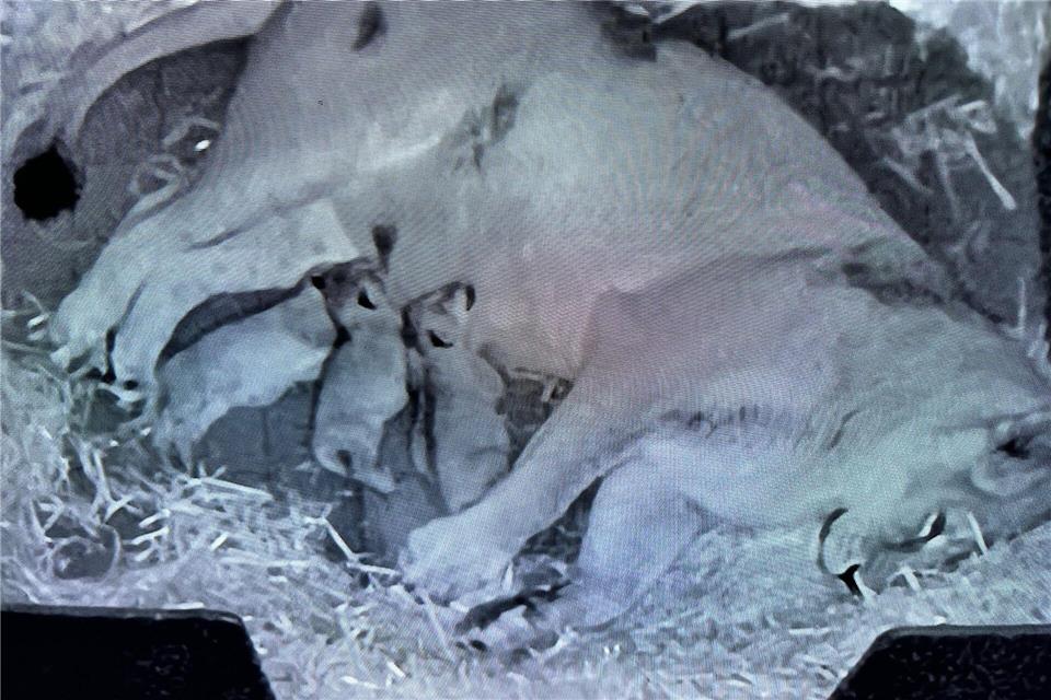 Die drei Jungtiere haben noch keine Namen.Kölner Zoo/dpa