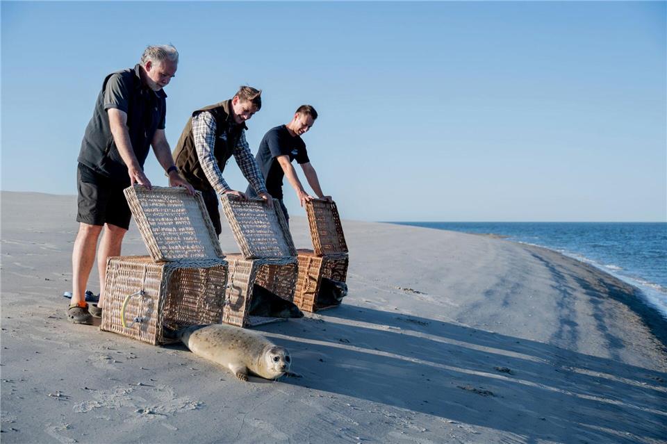 Die drei Seehunde robben von der Insel Juist ins Wasser. Hauke-Christian Dittrich/dpa