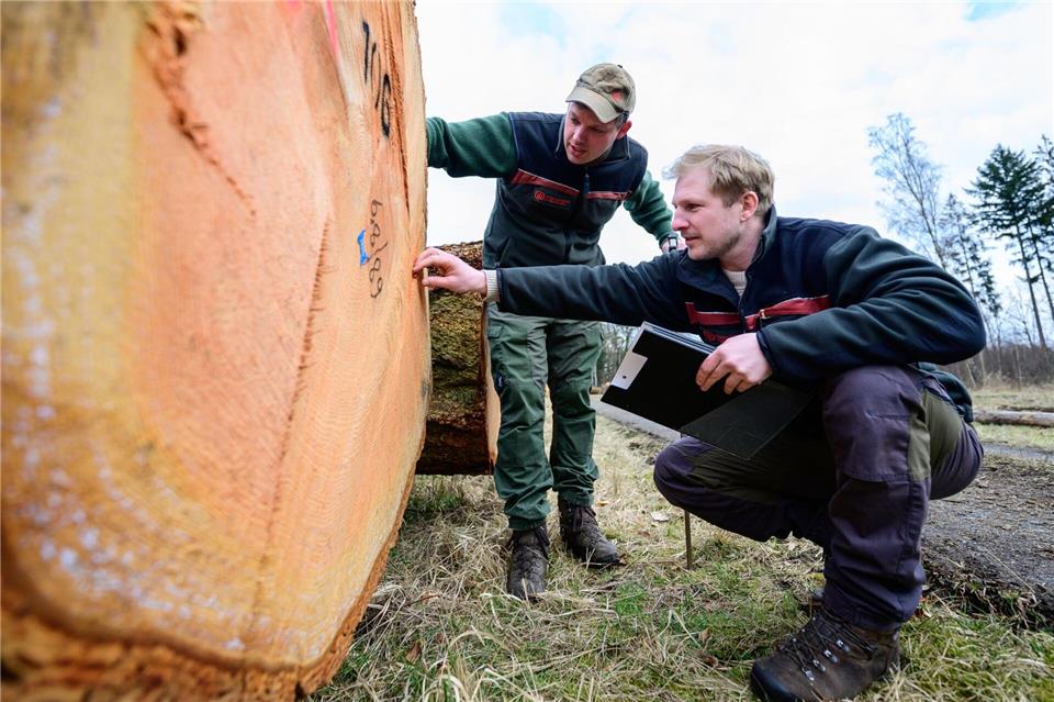 Die edlen Hölzer werden in Möbelfurnieren, Dielen oder Fensterrahmen verwendet.Philipp Schulze/dpa