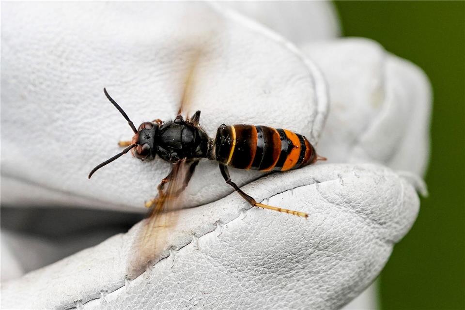 Die eingeschleppte Asiatische Hornisse wurden 2014 in Deutschland entdeckt. (Archivbild)Axel Heimken/dpa