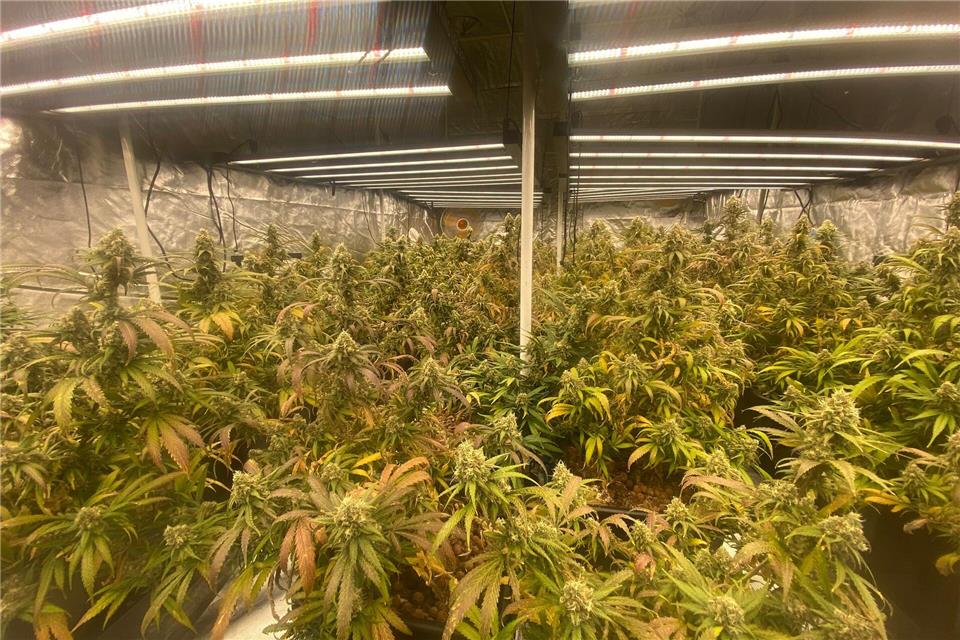 Ein Jahr legal kiffen: Was hat sich in Berlin getan? Die erste Anbauvereinigung von Cannabis, die in Berlin eine Genehmigung bekommen hat. ---/Green Leaf Society/dpa