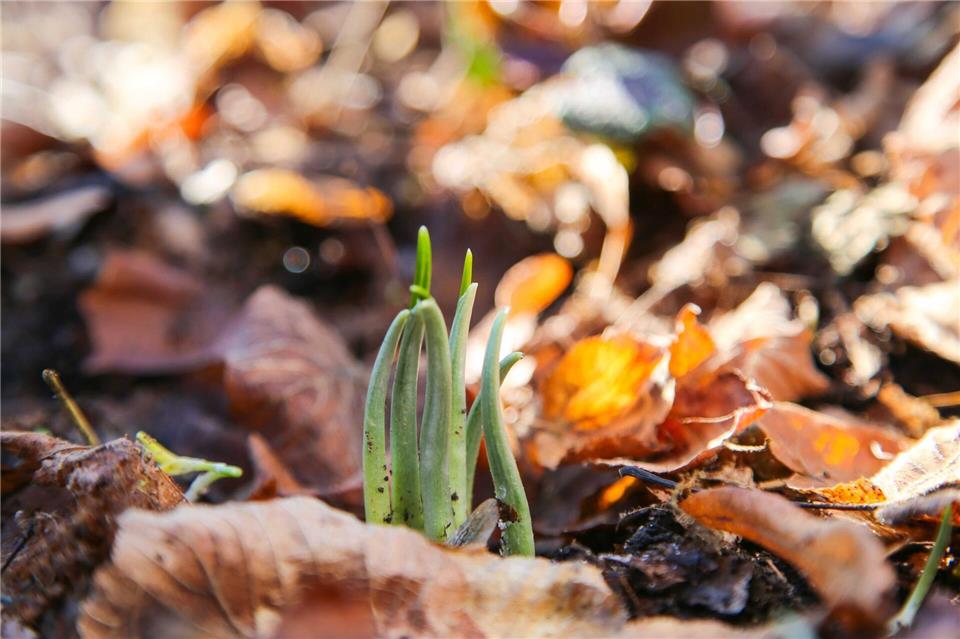 Die ersten Bärlauchblätter sprießen im Auwald in Leipzig.Tobias Junghannß/dpa