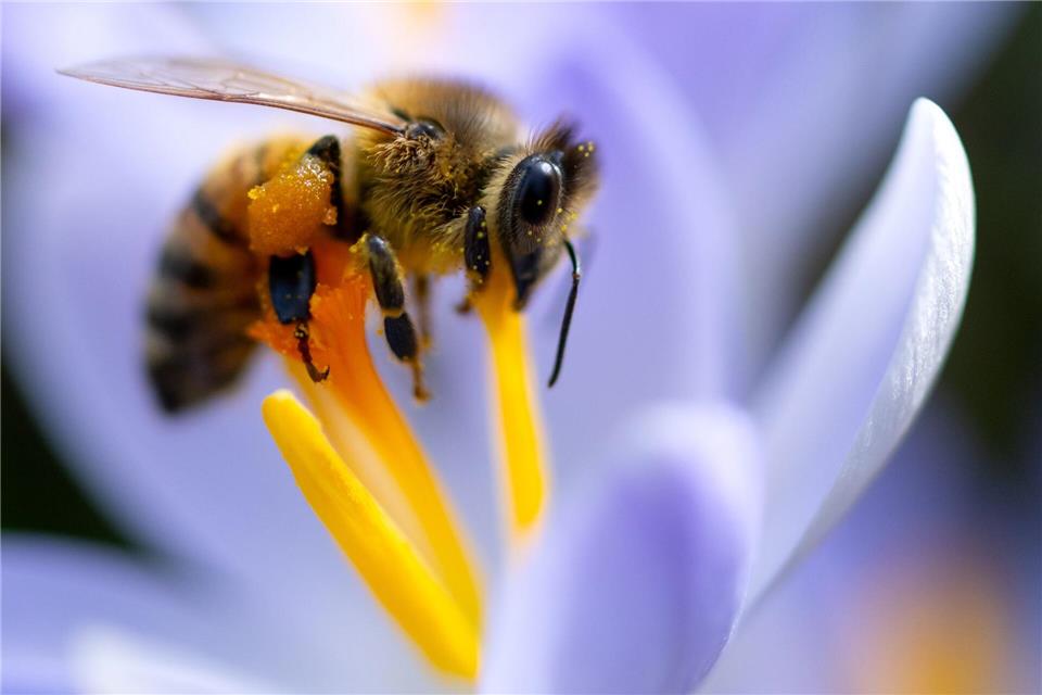 Blumenzwiebeln pflanzen - so blüht es im Frühjahr bunt Die ersten Bienen im Jahr freuen sich über früh blühende Pflanzen wie Krokusse.picture alliance/dpa