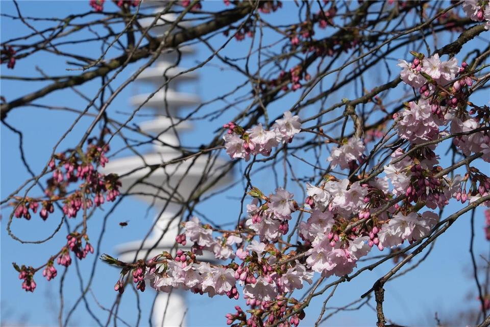 Die ersten Blüten kommen heraus: Der März war in Hamburg und Schleswig-Holstein oft sonnig. Marcus Brandt/dpa